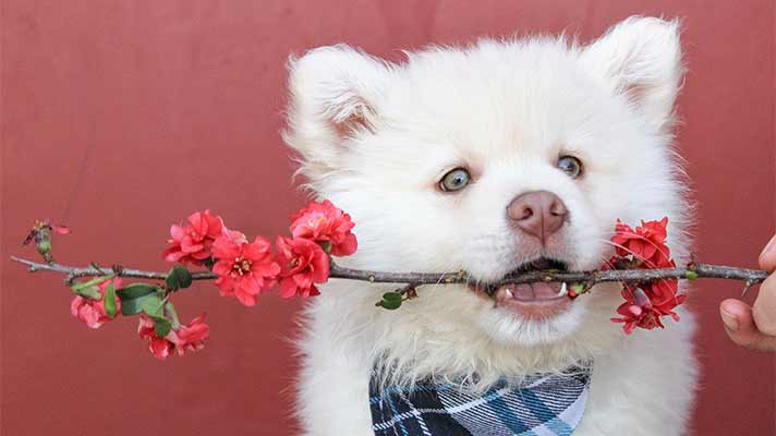 枝をくわえた犬